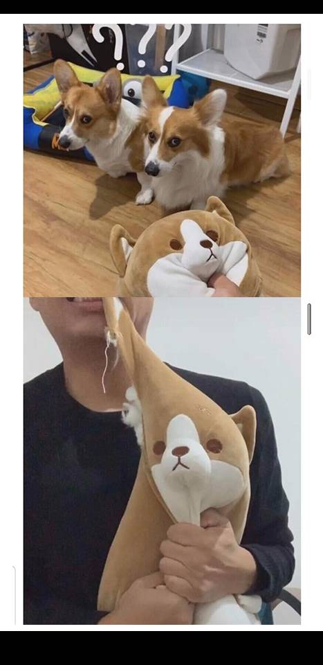 강아지 만행에 복수하는법 | 인스티즈