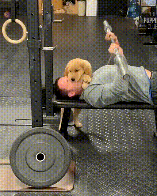 벤치프레스 하는 주인이 넘 좋은 골든 리트리버 댕댕이.gif | 인스티즈