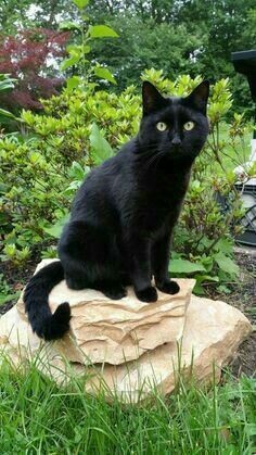 검은 고양이가 악마의 동물이라고 불린 이유 | 인스티즈