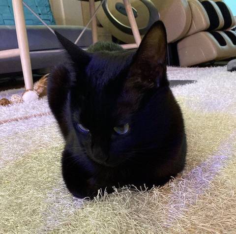 박수홍 고양이 냥스타그램 | 인스티즈