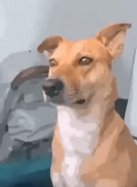 만화그림체로 바꿔주는 어플을 댕댕이에게 써봄 | 인스티즈