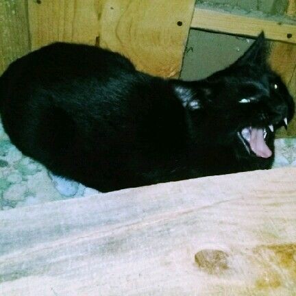 검은 고양이가 악마의 동물이라고 불린 이유 | 인스티즈