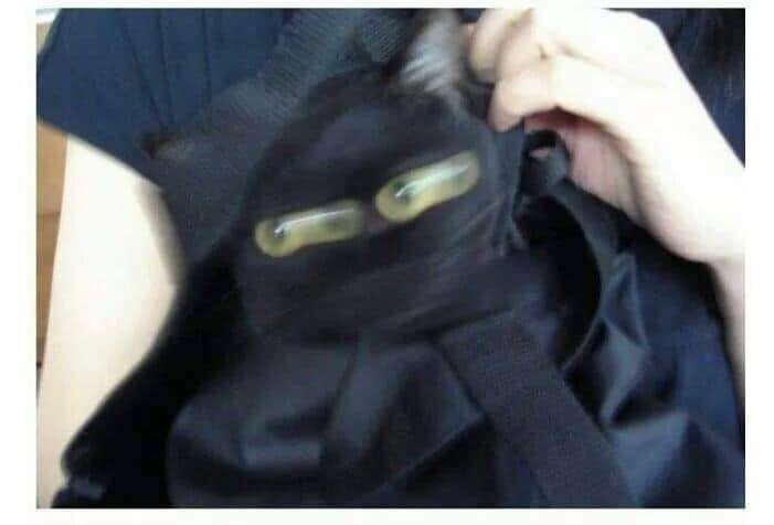 검은 고양이가 악마의 동물이라고 불린 이유 | 인스티즈