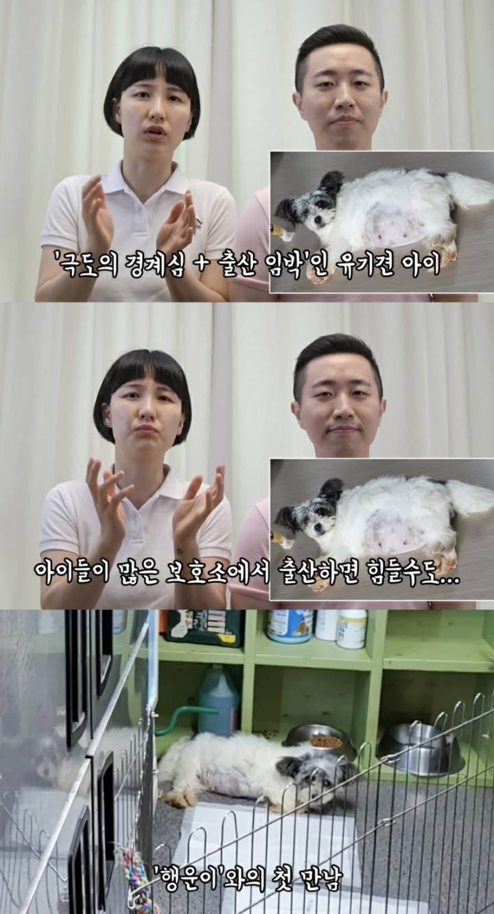 유튜버 땅끄부부가 입양한 유기견 행운이 표정 변화 | 인스티즈