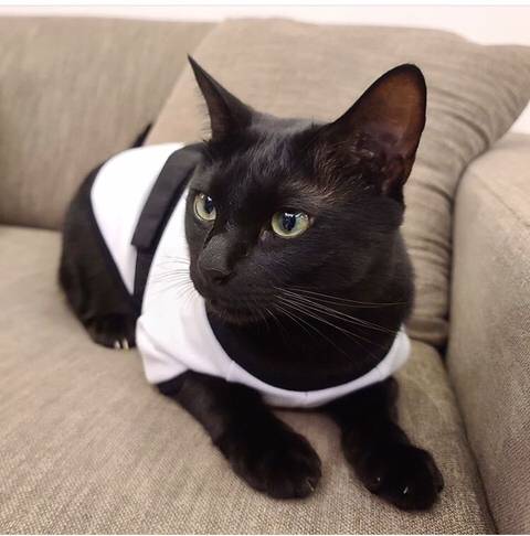 박수홍 고양이 냥스타그램 | 인스티즈