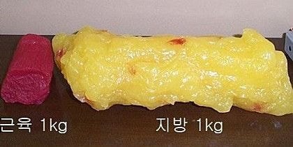 근육과 지방의 차이 | 인스티즈