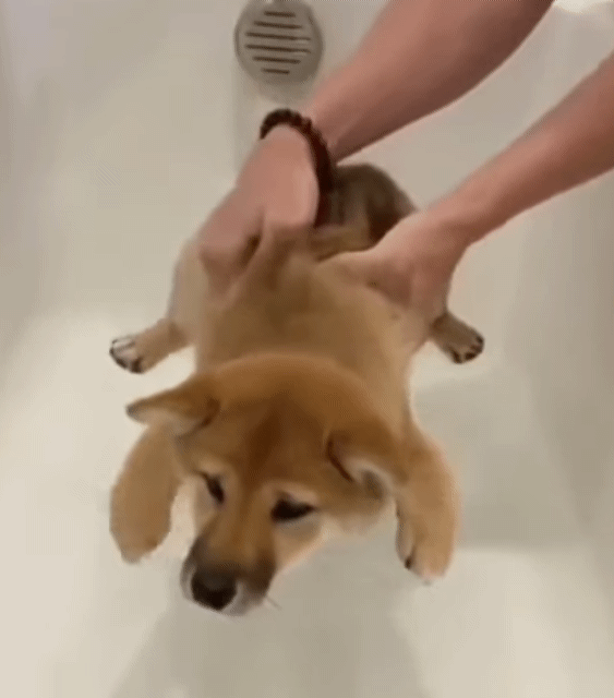 목욕하는게 싫은 댕댕이 | 인스티즈