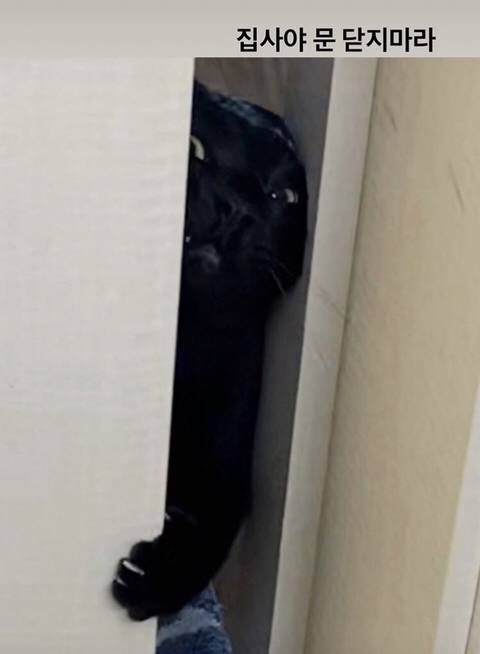 박수홍 고양이 냥스타그램 | 인스티즈