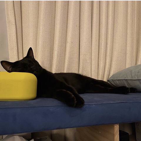 박수홍 고양이 냥스타그램 | 인스티즈