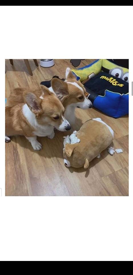 강아지 만행에 복수하는법 | 인스티즈