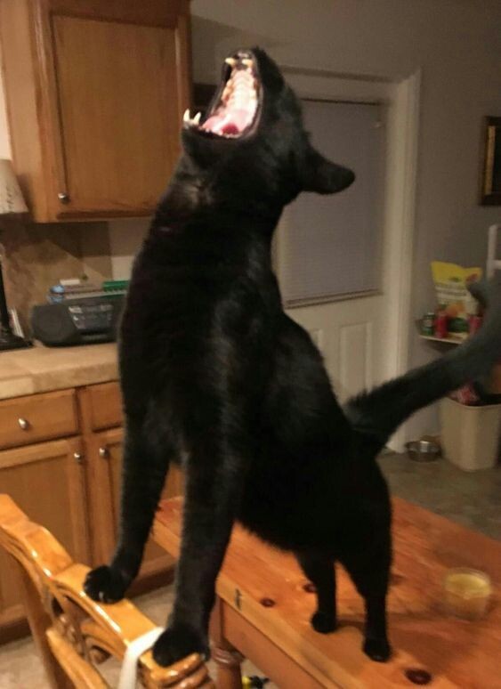 검은 고양이가 악마의 동물이라고 불린 이유 | 인스티즈