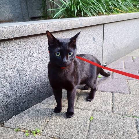 박수홍 고양이 냥스타그램 | 인스티즈