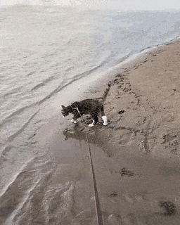 신나게 물가 산책하는 고양이.gif | 인스티즈