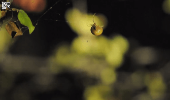 거미, 그들이 살아남는 생존전략들.jpg | 인스티즈