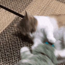 인형 안고자는 고양이 | 인스티즈