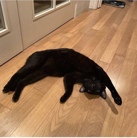 박수홍 고양이 냥스타그램 | 인스티즈