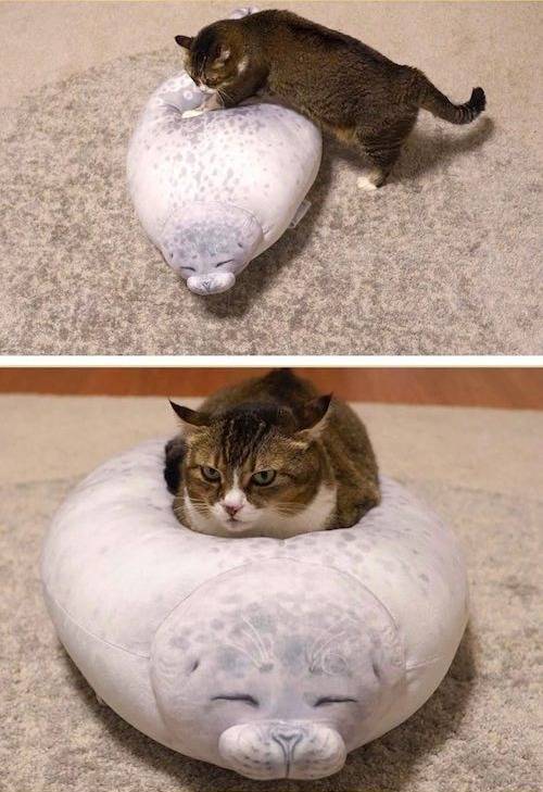 인형 안고자는 고양이 | 인스티즈