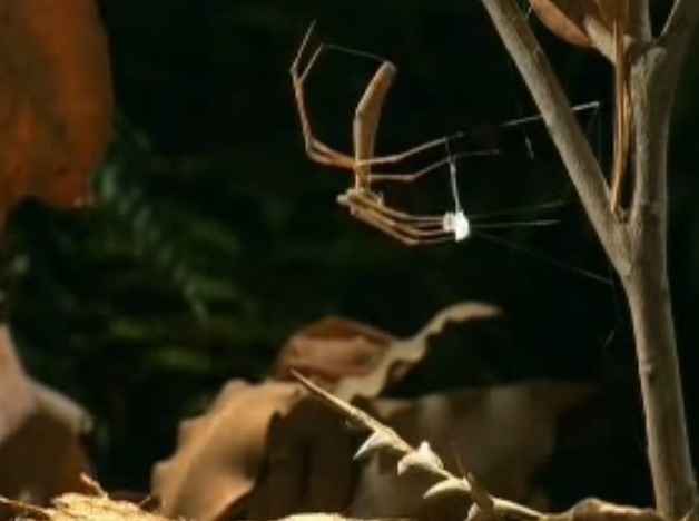 거미, 그들이 살아남는 생존전략들.jpg | 인스티즈