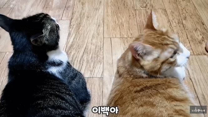 고양이는 자기 이름 못 알아듣지 않나? | 인스티즈
