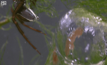 거미, 그들이 살아남는 생존전략들.jpg | 인스티즈