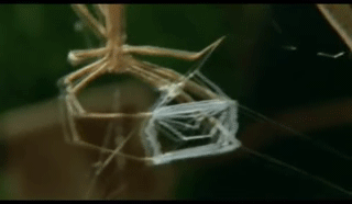 거미, 그들이 살아남는 생존전략들.jpg | 인스티즈