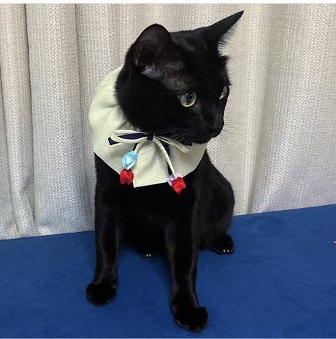 박수홍 고양이 냥스타그램 | 인스티즈