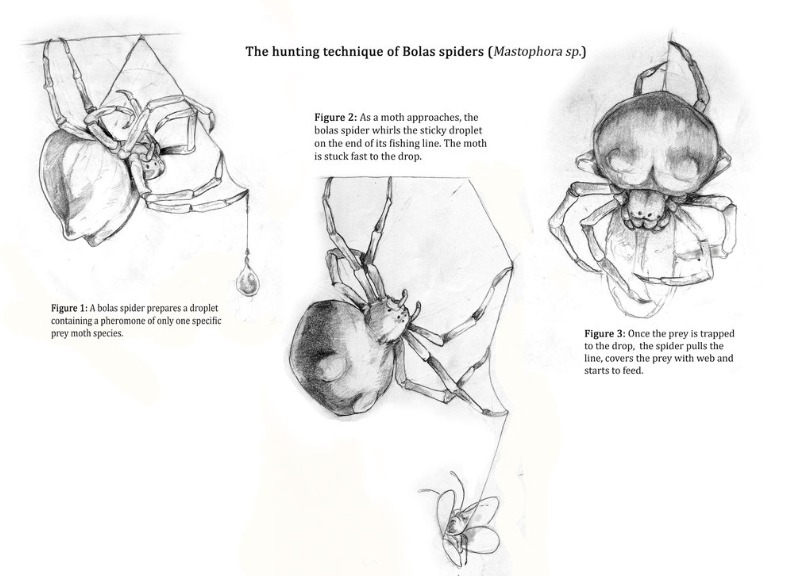 거미, 그들이 살아남는 생존전략들.jpg | 인스티즈