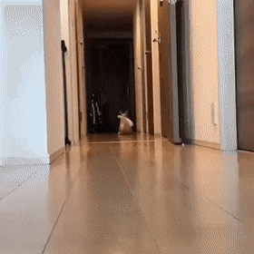 인형 안고자는 고양이 | 인스티즈