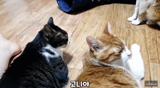 고양이는 자기 이름 못 알아듣지 않나? | 인스티즈