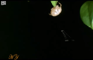 거미, 그들이 살아남는 생존전략들.jpg | 인스티즈