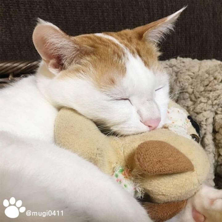 인형 안고자는 고양이 | 인스티즈