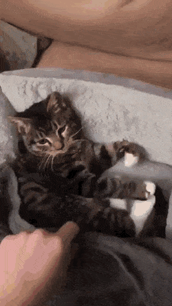 인형 안고자는 고양이 | 인스티즈