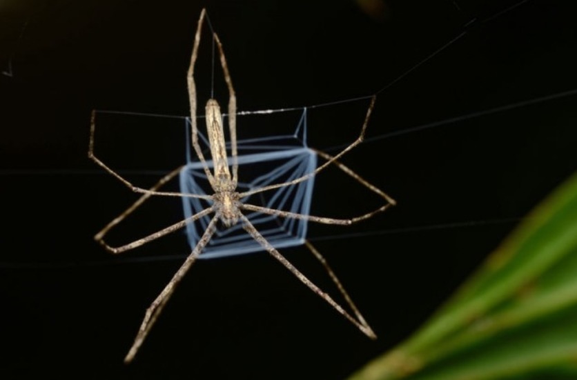 거미, 그들이 살아남는 생존전략들.jpg | 인스티즈
