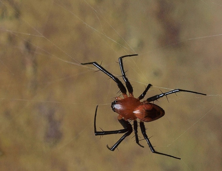 거미, 그들이 살아남는 생존전략들.jpg | 인스티즈