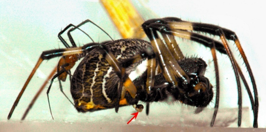 거미, 그들이 살아남는 생존전략들.jpg | 인스티즈