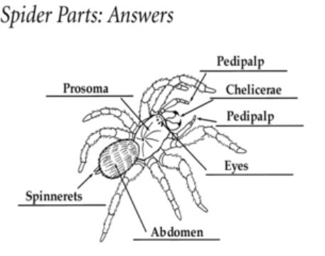 거미, 그들이 살아남는 생존전략들.jpg | 인스티즈
