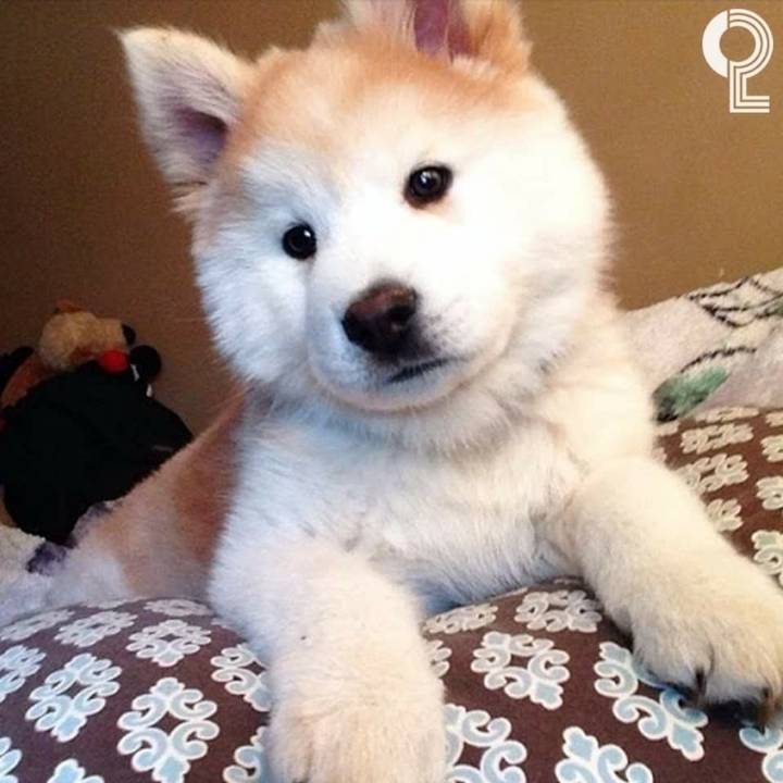 시바예드 | 인스티즈