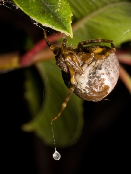 거미, 그들이 살아남는 생존전략들.jpg | 인스티즈