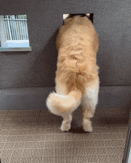 손님 온다는 소식에 한시간 전부터 기다리는 골든 리트리버 댕댕이.gif | 인스티즈