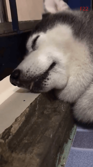 깜짝놀란 댕댕이 | 인스티즈