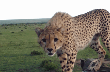 치타도 놀라고 사람도 놀라고 .gif | 인스티즈