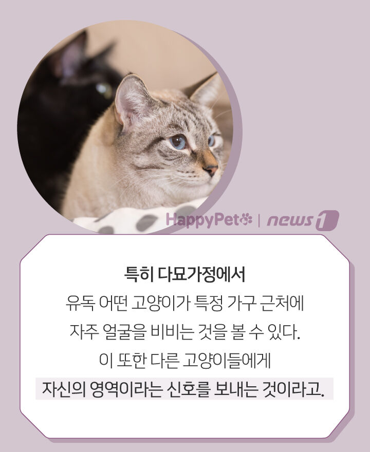 사람 따라다니며 얼굴 비비는 고양이, 왜 그러는 거죠? | 인스티즈