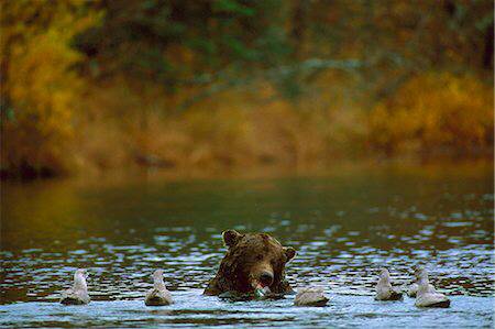 곰 주위에 새가 많은 이유 | 인스티즈