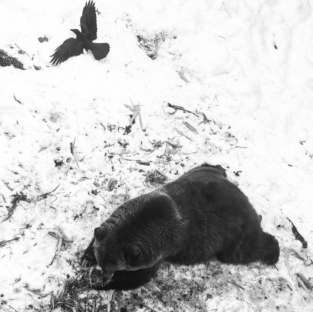 곰 주위에 새가 많은 이유 | 인스티즈