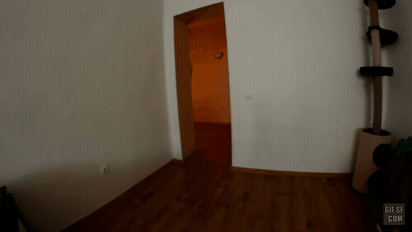 거대 고양이 .gif | 인스티즈