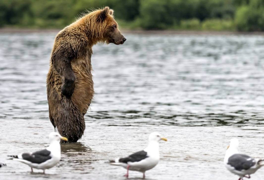 곰 주위에 새가 많은 이유 | 인스티즈