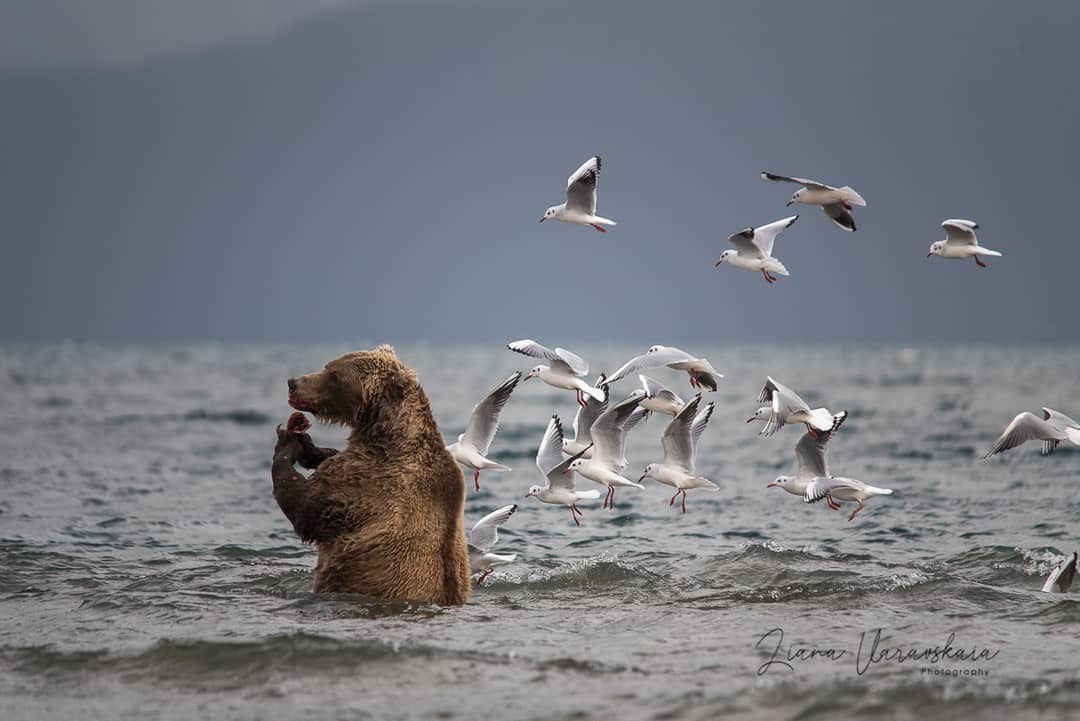 곰 주위에 새가 많은 이유 | 인스티즈