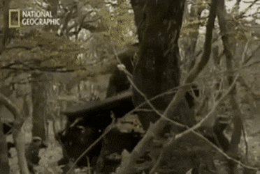 가짜사나이2에서 할 지 궁금한 훈련.gif | 인스티즈