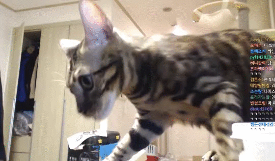 집사와 밀당하는 고양이 | 인스티즈