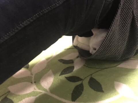 집에서 플랭크 하고있는데.. | 인스티즈